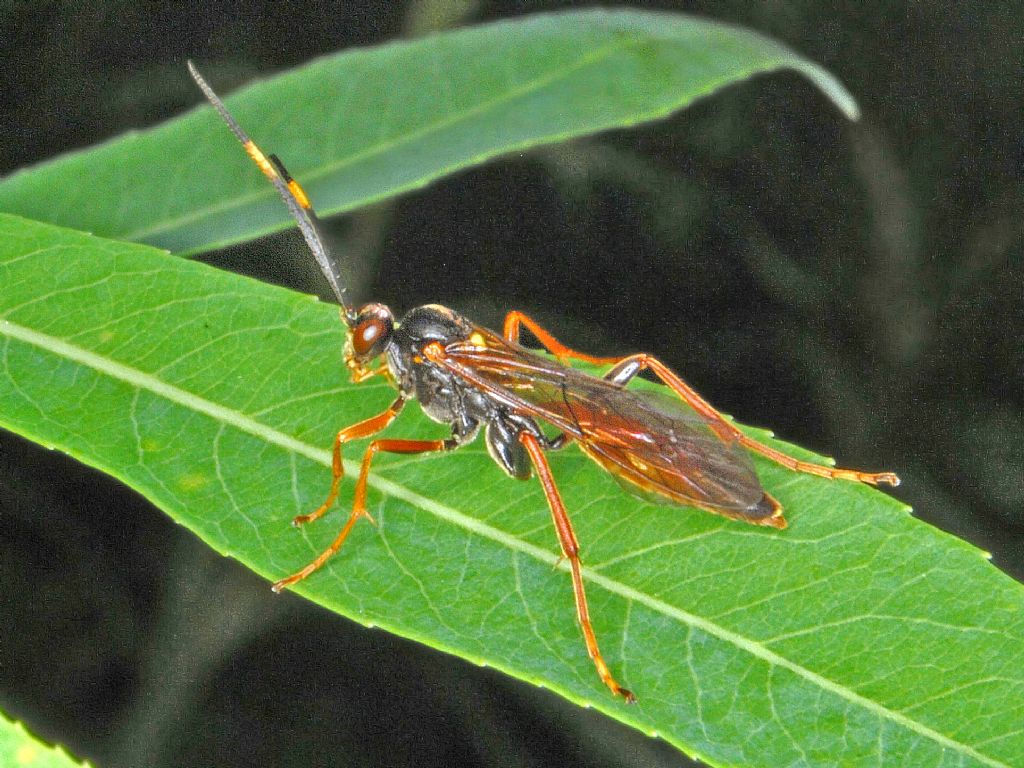 Ichneumonidae - Identificazione